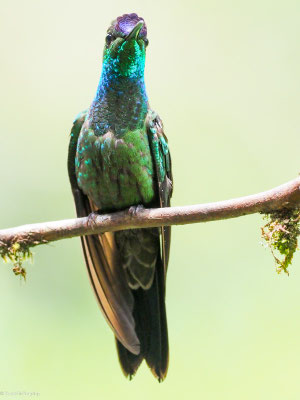 Violettstirn-Brillantkolibri, Violet-fronted Brillant - Heliodoxa leadbeateri