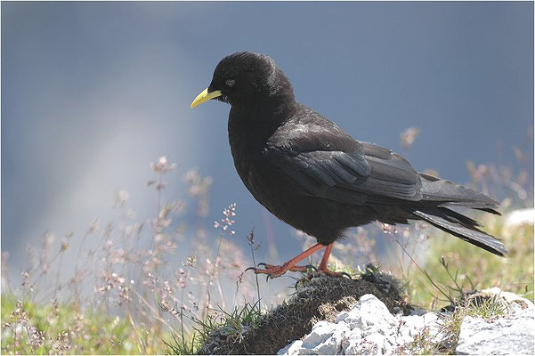 Alpendohle, alpine chough, pyrrhocorax graculus - schweiz