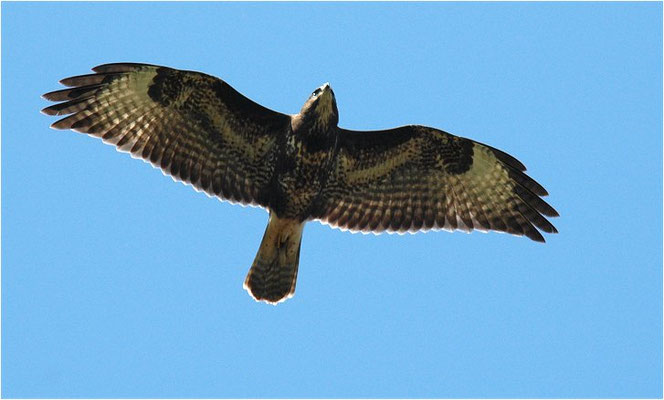MÄUSEBUSSARD, COMMON BUZZARD, BUTEO BUTEO