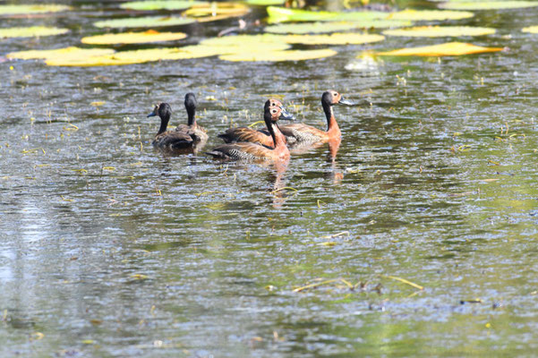 WITWENPFEIFENTE, WHITE-FACED WHISTLING-DUCK, DENDROCYGNA VIDUATA