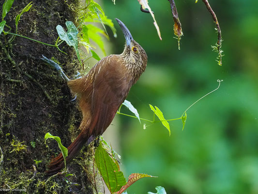 STARKSCHNABEL-BAUMSTEIGER, STRONG-BILLED WOODCREEPER - XIPHOCOLAPTES  PROMEROPIRHYNCHUS