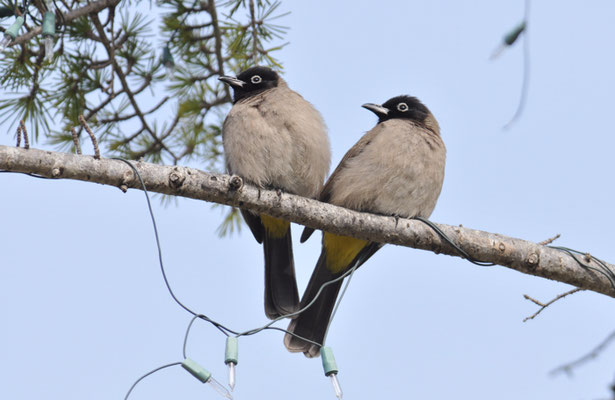 GELBSTEISSBÜLBÜL, WHITE-SPECTACLED BULBUL, PYCNONOTUS XANTHOPYGOS