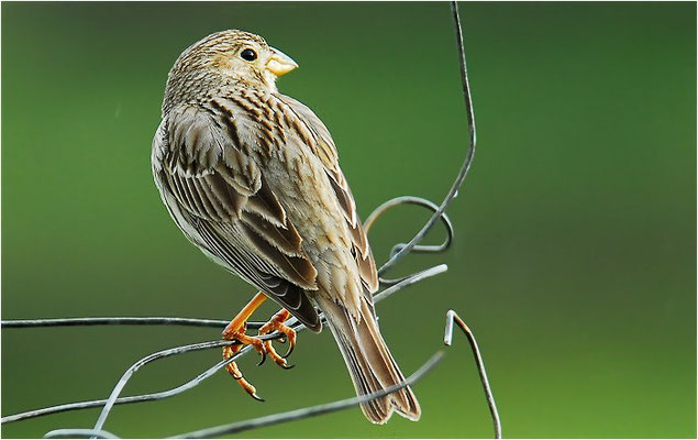 GRAUAMMER, CORN BUNTING, EMBERIZA CALANDRA