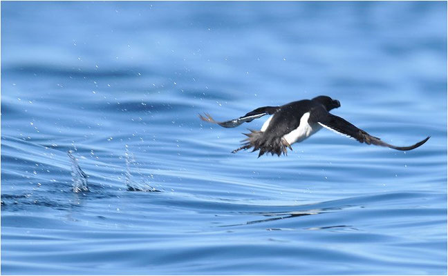 TORDALK, RAZORBILL, ALCO TORDA