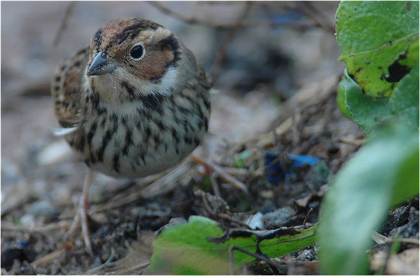 ZWERGAMMER, LITTLE BUNTING, EMBERIZA PULSILLA