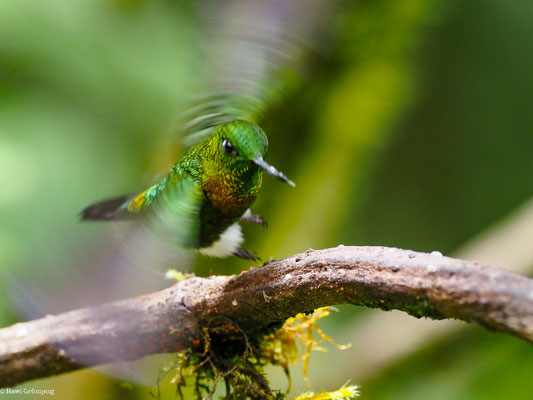 GOLDBRUST-HÖSCHENKOLIBRI, GOLDEN-BREASETD PUFFLEG - ERIOCNEMIS MOSQUERA