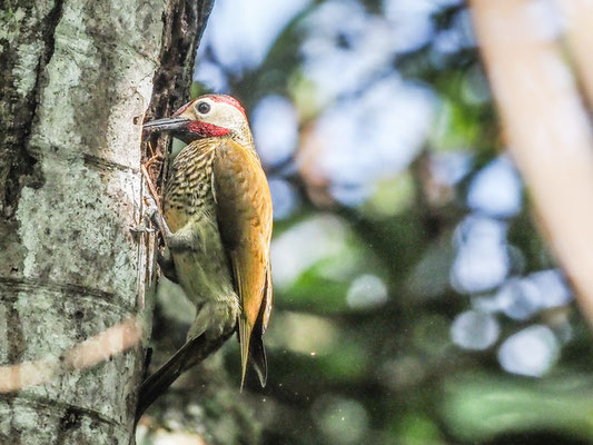 Sperlingsspecht, Little Woodpecker - Veniliornis passerinus