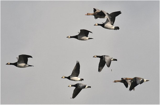WEISSWANGENGANS, BARNACLE GOOSE, BRANTA LEUCOPSIS
