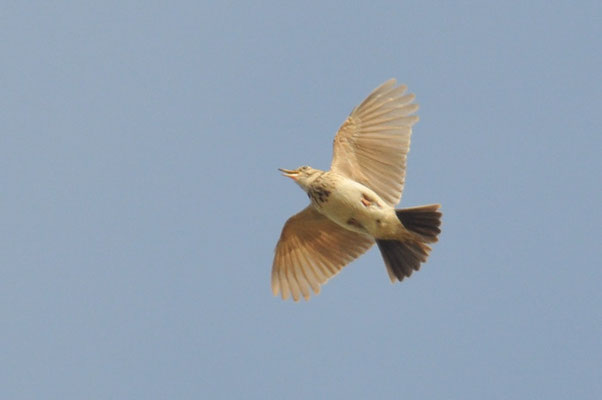HAUBENLERCHE, CRESTED LARK, GALERIDA CRISTATA