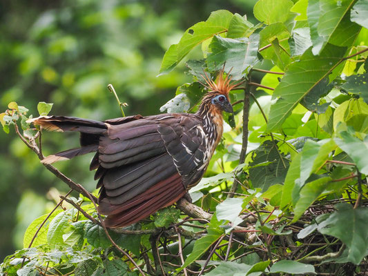 Hoatzin, Hoatzin - Opisthocomus hoazin