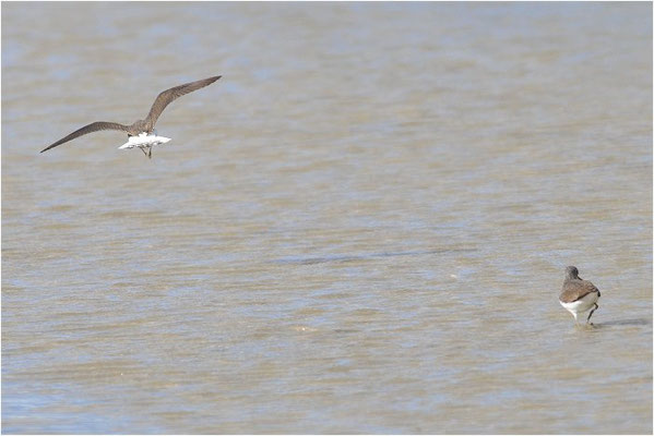 BRUCHWASSERLÄUFER, WOOD SANDPIPER, TRINGA GLAREOLA