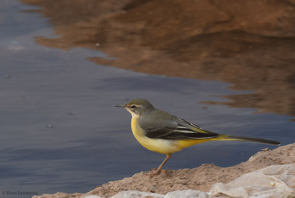 GEBIRGSSTELZE, GREY WAGTAIL, MOTACILLA CINEREA