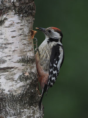 MITTELSPECHT, MIDDLE-SPOTTED WOODPECKER