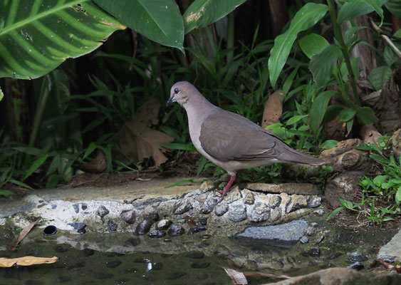 BLAURINGTAUBE, WHITE-TIPPED DOVE, LEPTOTILA VERREAUXI