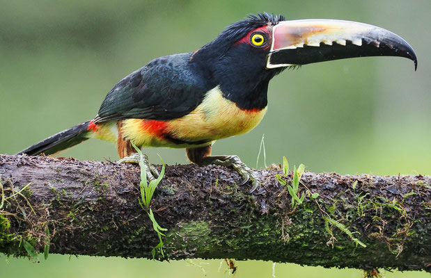 HALSBANDARASSARI, COLLARED ARACARI, PTEROGLOSSUS TORQUATUS