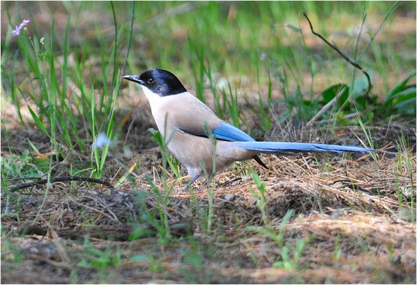 BLAUELSTER, AZURE-WINGED MAGPIE, CYANOPICA CYANUS