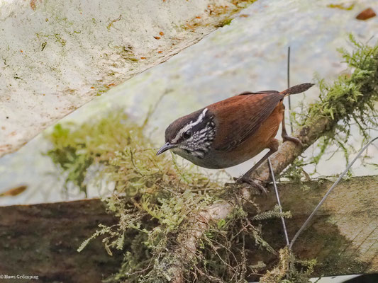EINSIEDLERZAUNKÖNIG, GRAY-BREASTED WOOD-WREN - HENICORHINA LEUCOPHRYS