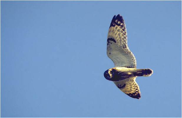 SUMPFOHREULE, SHORT-EARED OWL, ASIO FLAMMEUS