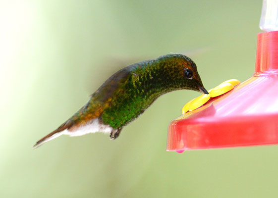 BRONZEKOPF-ELVIRAKOLIBRI, COPPERY-HEADED EMERALD, ELVIRA CUPREICEPS