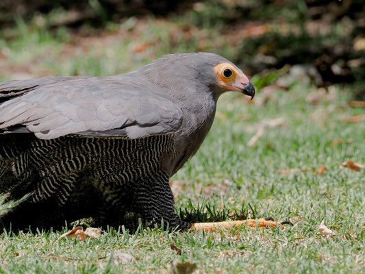 Höhlenweih, African Harrier-Hawk - Polyboroides typus