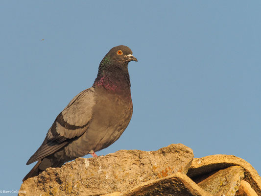 FELSENTAUBE, ROCK DOVE, COLUMBA LIVIA