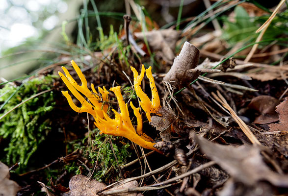 Klebriger Hörnling - Calocera viscosa