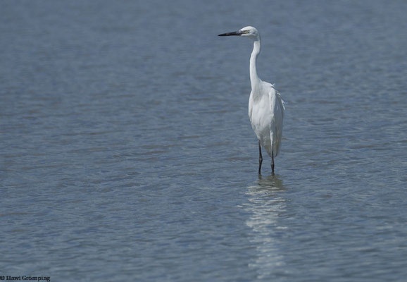 Blaureiher (Egretta caerulea) sind nicht immer blau.