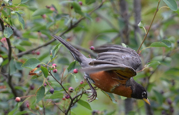WANDERDROSSEL, AMERICAN ROBIN, TURDUS MIGRATORIUS