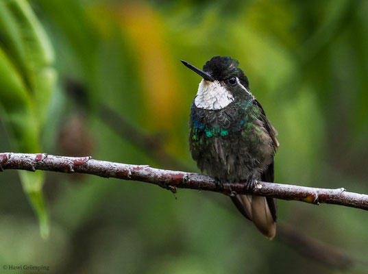 WEISSKEHLNYMPHE,  WHITE-THROATED MOUNTAIN-GEM, LAMPORNIS CASTANEOVENTRIS