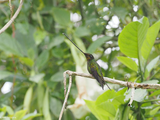 SCHWERTSCHNABELKOLIBRI, SWORD-BIILED HUMMINGBIRD - ENSIFERA ENSIFERA