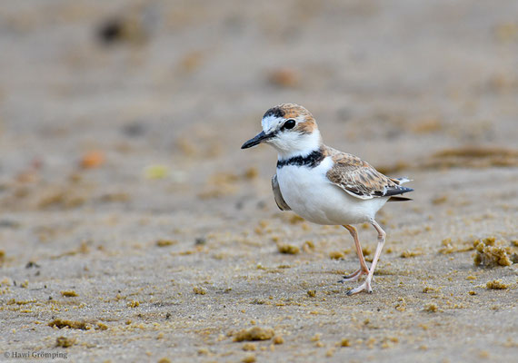 SCHLANKSCHNABELREGENPFEIFER, COLLARED PLOVER, CHARADRIUS COLLARIS