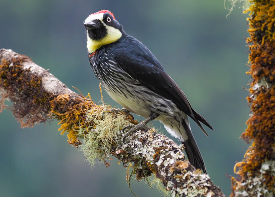 EICHELSPECHT, ACORN WOODPECKER, MELANERPES FORMICIVORUS