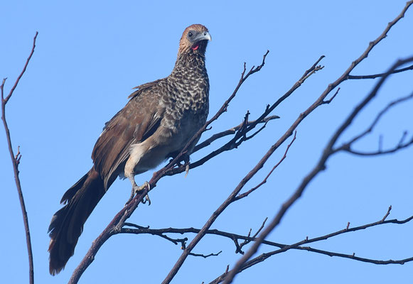 WEISSBAUCHGUAN, WHITE-BELLIED CHACHALACA, ORTALIS ARAUCUAN