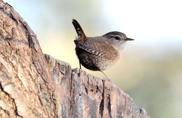 ZAUNKÖNIG, WREN, TROGLODYTES TROGLODYTES