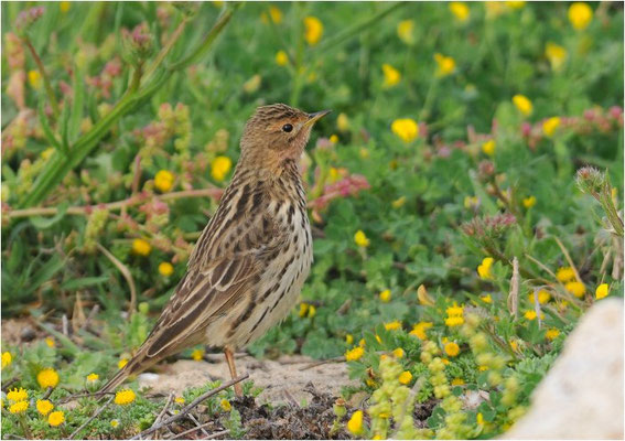 ROTKEHLPIEPER, RED-THROATED PIPIT, ANTHUS CERVINUS