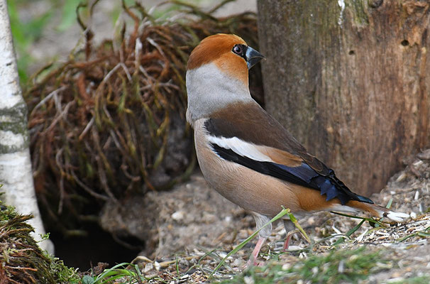 KERNBEISSER, HAWFINCH, COCCOTHRAUSTES  COCCOTHRAUSTES