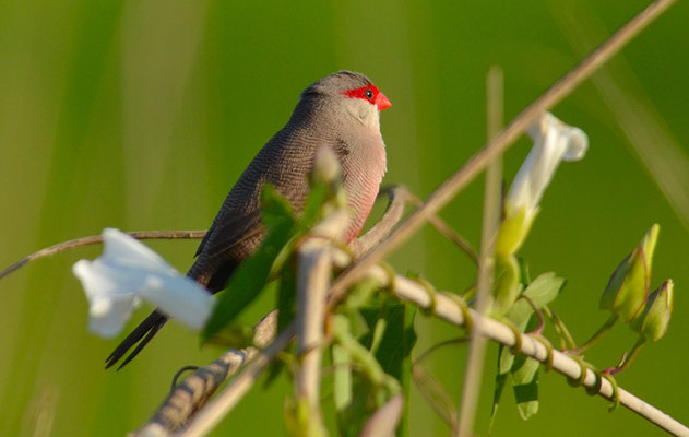 WELLENASTRILD, COMMON WAXBILL, ESTRILDA ASTRILD
