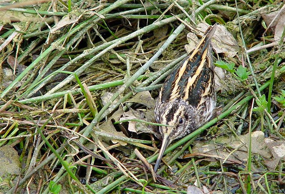 ZWERGSCHNEPFE, JACK SNIPE, LYMNOCRYPTES MINIMUS