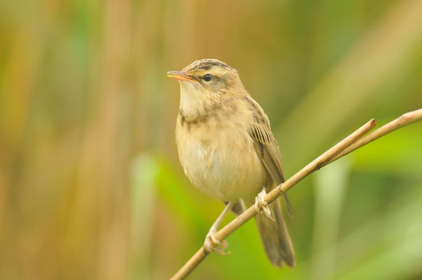 SCHILFROHRSÄNGER, SEDGE WARBLER, ACROCEPHALUS SCHOENOBAENUS