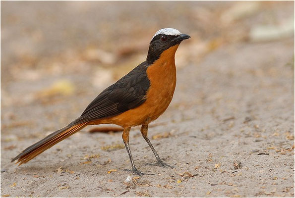 SCHUPPENKOPFRÖTEL, WHITE-CROWNED ROBIN-CHAT, COSSYPHA ALBICAPILLA