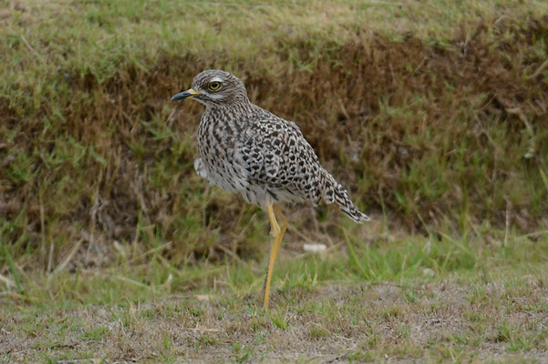 WAFFENKIEBITZ, BLACKSMITH LAPWING, VANELLUS ARMATUS