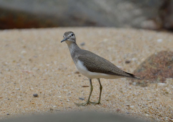 FLUSSUFERLÄUFER, COMMON SANDPIPER, ACTITIS HYPOLEUCUS