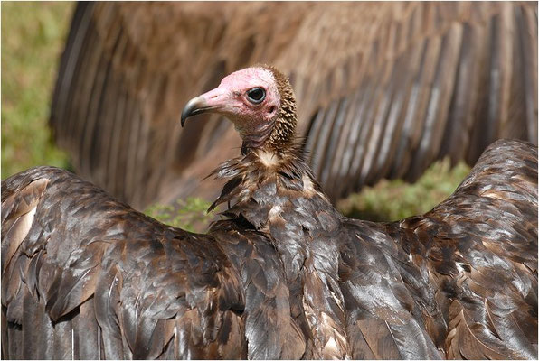 KAPPENGEIER, HOODED VULTURE, NECROSYRTES MONACHUS 