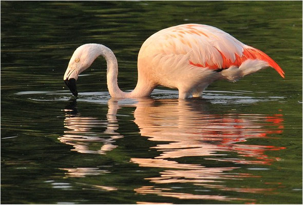CHILEFLAMINGO, CHILEAN FLAMINGO, PHOENICOPTERUS CHILENSIS