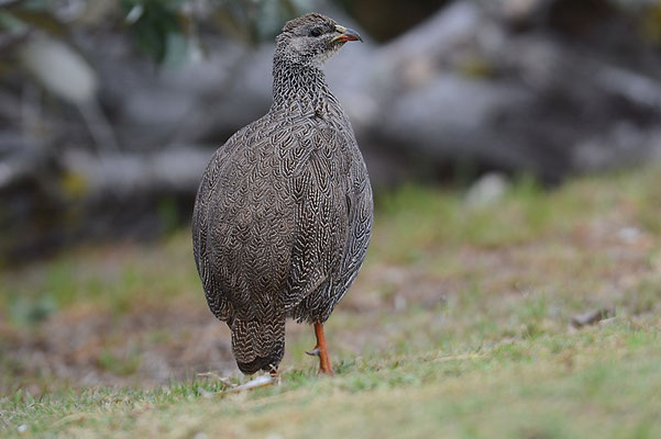 KAP-FRANKOLIN, CAPE SPURFOWL, PTERNISTIS CAPENSIS