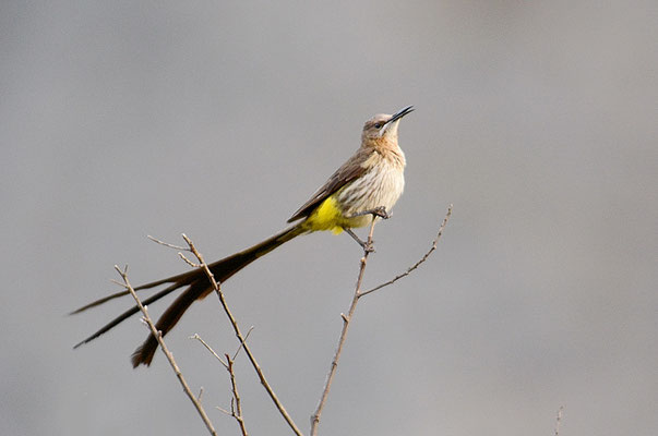 KAPHONIGFRESSER, CAPE SUGARBIRD, PROMEROPS CAFER