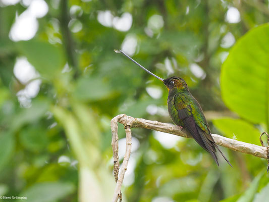 SCHWERTSCHNABELKOLIBRI, SWORD-BIILED HUMMINGBIRD - ENSIFERA ENSIFERA