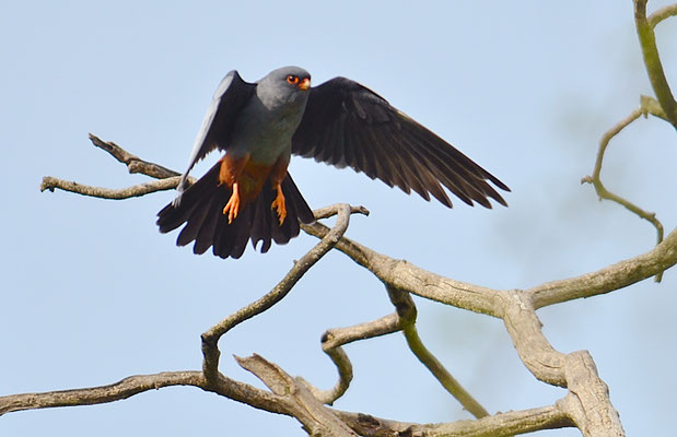 ROTFUSSFALKE, RED-FOOTED FALCON, FALCO VESPERTINUS