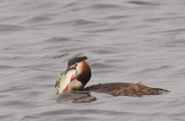HAUBENTAUCHER, GREAT CRESTET GREBE, PODICEPS ERISTATUS