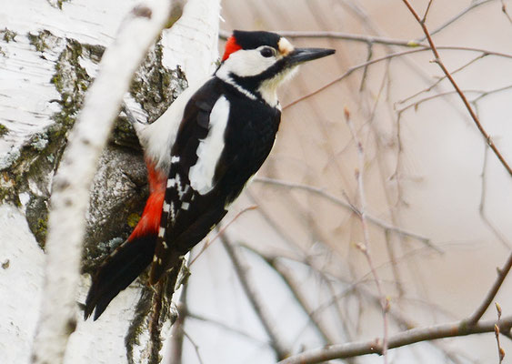 BLUTSPECHT, SYRIAN WOODPECKER, DENDROCOPUS SYRIACUS